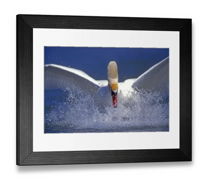 Framed Print : Mute swan landing on water {Cygnus olor} Switzerland Framed Print : Mute swan landing on water {Cygnus olor} Switzerland