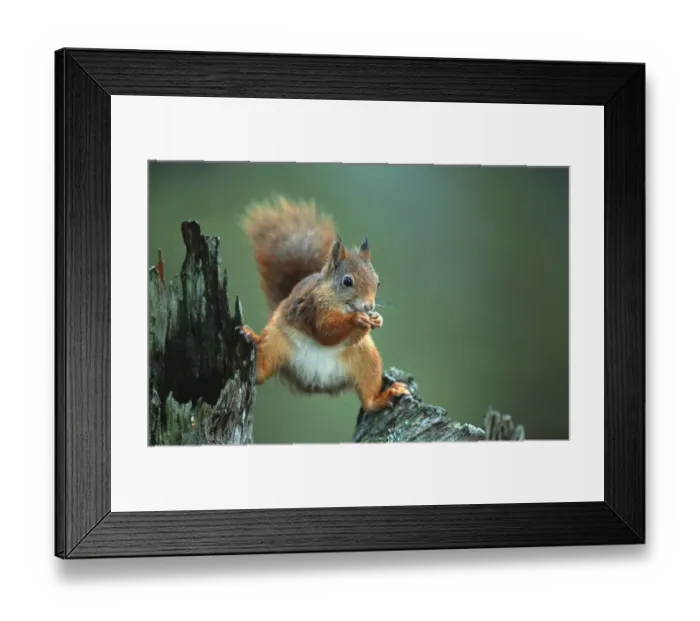 Framed Print : Red squirrel balancing on pine stump {Sciurus vulgaris} Norway Framed Print : Red squirrel balancing on pine stump {Sciurus vulgaris} Norway