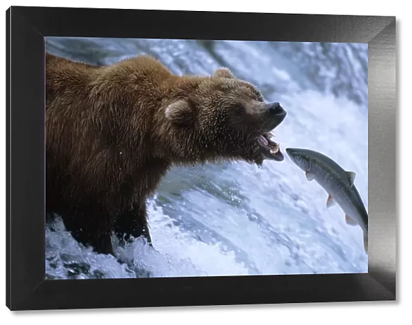 Grizzly bear catching salmon, Brooks river, Katmai NP {Ursus arctos horribilis}