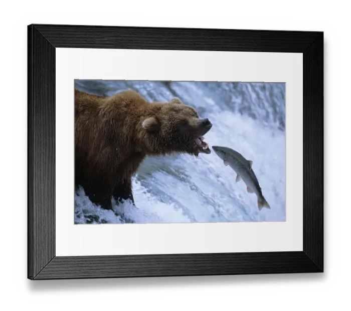 Framed Print : Grizzly bear catching salmon, Brooks river, Katmai NP {Ursus arctos horribilis} Framed Print : Grizzly bear catching salmon, Brooks river, Katmai NP {Ursus arctos horribilis}