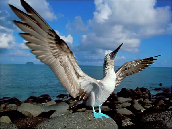 Blue footed booby displaying {Sula nebouxii} Galapagos