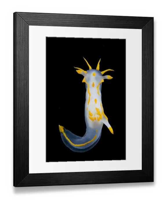 Framed Print : Nudibranch {Polycera quadrilineata} Lembeh Strait, Indonesia Framed Print : Nudibranch {Polycera quadrilineata} Lembeh Strait, Indonesia