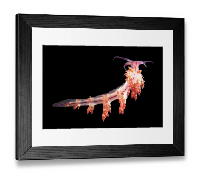 Framed Print : Nudibranch {Flabellina rubrolineata} Lembeh Strait, Indonesia Framed Print : Nudibranch {Flabellina rubrolineata} Lembeh Strait, Indonesia