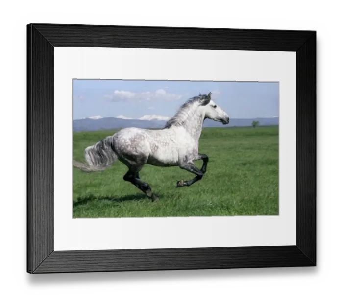 Framed Print : Grey Andalusian stallion cantering with Rocky mtns behind, Colorado, USA Framed Print : Grey Andalusian stallion cantering with Rocky mtns behind, Colorado, USA