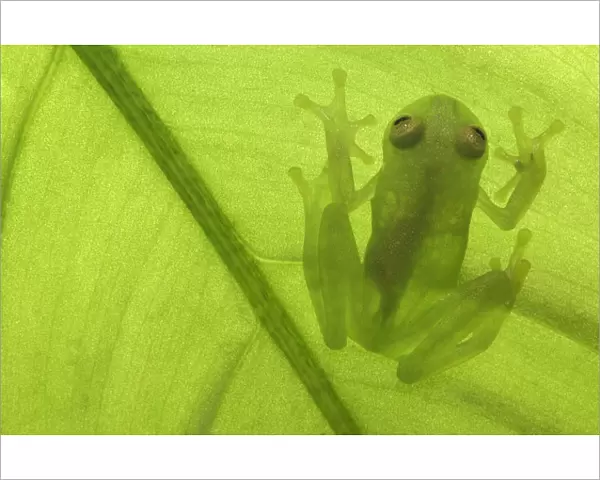 Glass frog 1+Hyalinobatrachium sp+2 Amazonia, SE Ecuador