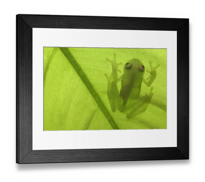 Framed Print : Glass frog 1+Hyalinobatrachium sp+2 Amazonia, SE Ecuador Framed Print : Glass frog 1+Hyalinobatrachium sp+2 Amazonia, SE Ecuador