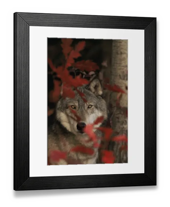 Framed Print : Grey wolf portrait with autumn leaves {Canis lupus} captive, USA Framed Print : Grey wolf portrait with autumn leaves {Canis lupus} captive, USA
