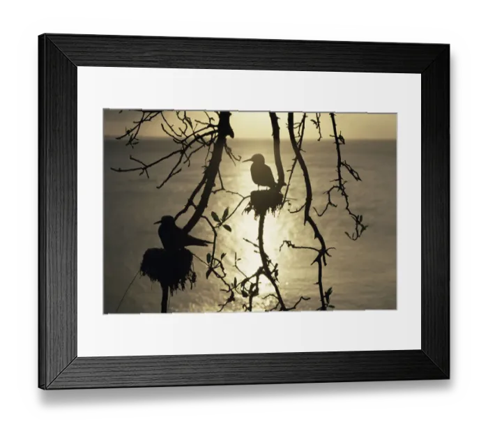 Framed Print : Lesser black noddies {Anous tenuirostris} nesting, silhouetted, Noronha Is, Brazil Framed Print : Lesser black noddies {Anous tenuirostris} nesting, silhouetted, Noronha Is, Brazil