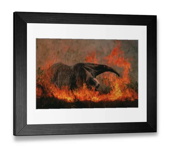 Framed Print : Giant anteater in grassland fire {Myremecophaga tridactyla} Emas NP, Brazil Framed Print : Giant anteater in grassland fire {Myremecophaga tridactyla} Emas NP, Brazil