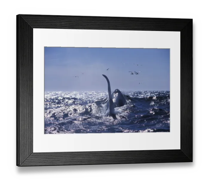Framed Print : Large dorsal fin of male transient killer whale {Orcinus orca} Monterey Bay, California Framed Print : Large dorsal fin of male transient killer whale {Orcinus orca} Monterey Bay, California