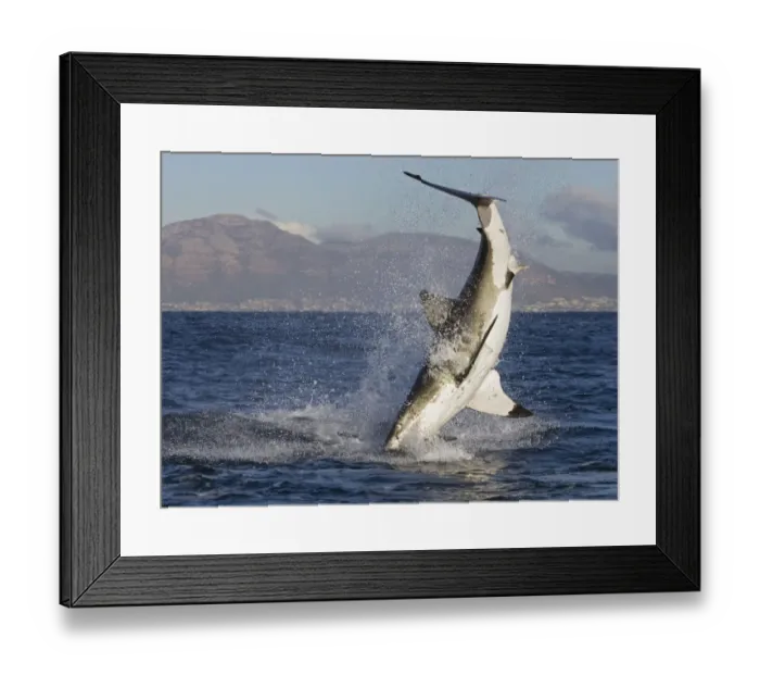 Framed Print : Great white shark {Carcharodon carcharias} breaching. South Africa Framed Print : Great white shark {Carcharodon carcharias} breaching. South Africa