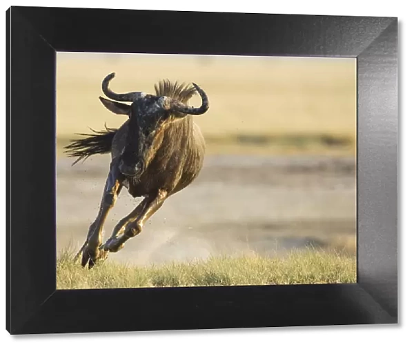 Wildebeest {Connochaetes taurinus} running. Namibia