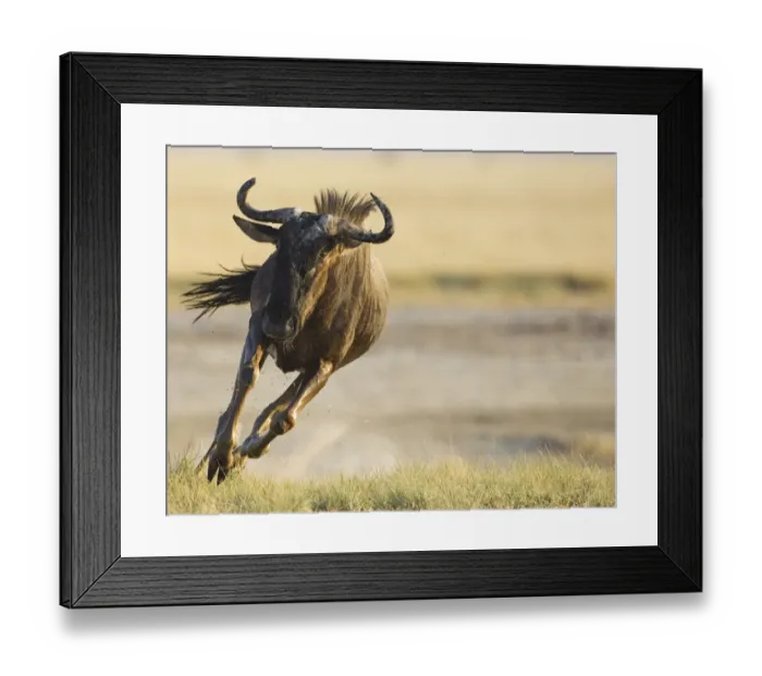 Framed Print : Wildebeest {Connochaetes taurinus} running. Namibia Framed Print : Wildebeest {Connochaetes taurinus} running. Namibia