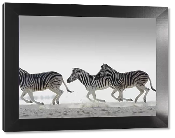 Three Common zebra {Equus quagga} running. Namibia
