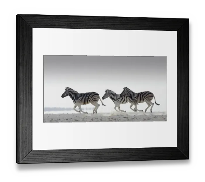 Framed Print : Three Common zebra {Equus quagga} running. Namibia Framed Print : Three Common zebra {Equus quagga} running. Namibia
