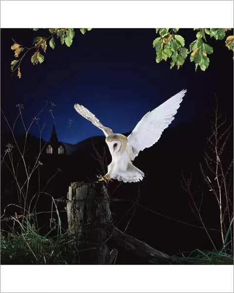 Barn owl {Tyto alba} female landing on fence post. Captive UK