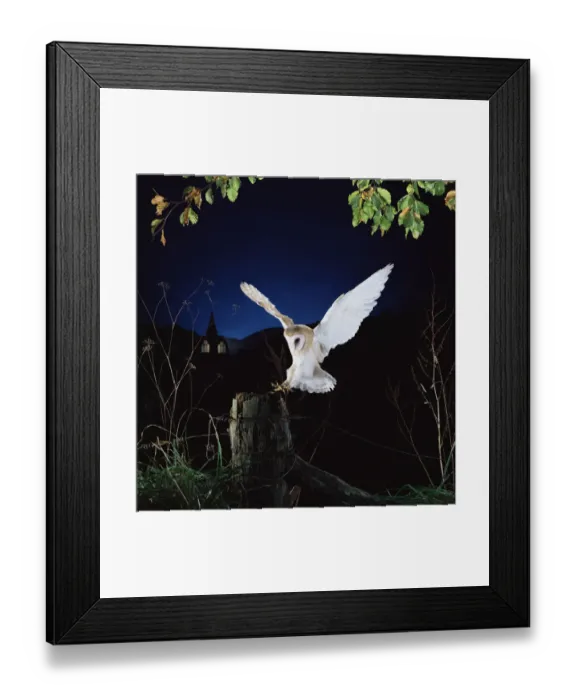 Framed Print : Barn owl {Tyto alba} female landing on fence post. Captive UK Framed Print : Barn owl {Tyto alba} female landing on fence post. Captive UK