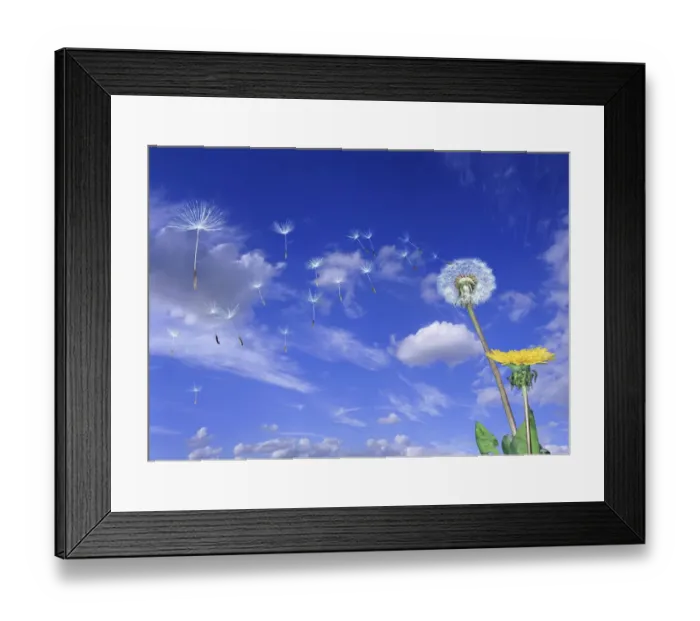 Framed Print : Dandelion (Taraxacum officinale) seeds blowing in the wind. Digital composite, UK Framed Print : Dandelion (Taraxacum officinale) seeds blowing in the wind. Digital composite, UK