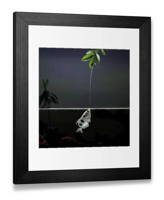 Framed Print : Archer fish {Toxotes chatareus} jetting water to catch a fly on vegetation above. Captive Framed Print : Archer fish {Toxotes chatareus} jetting water to catch a fly on vegetation above. Captive