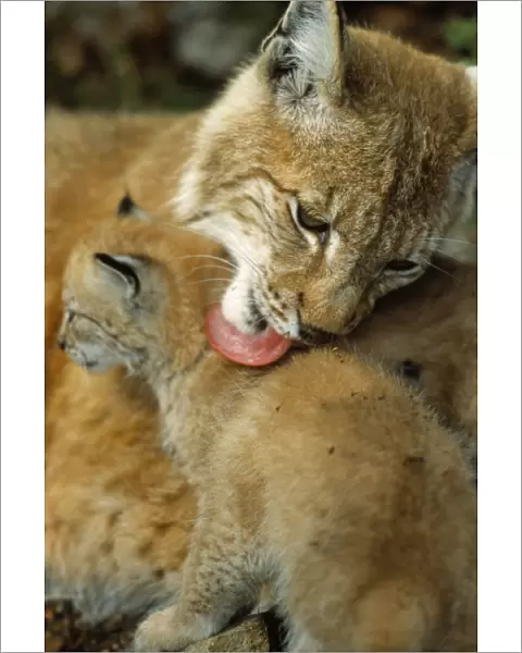 Lynx mother licking its cub {Lynx lynx} captive, Norway