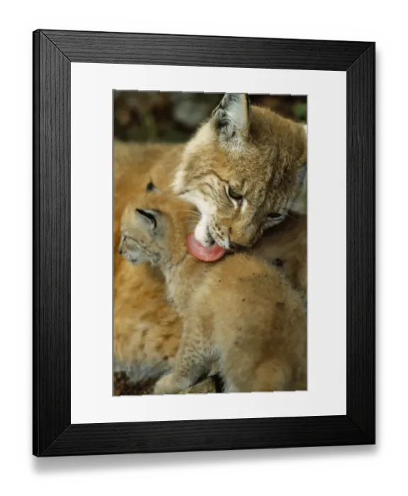 Framed Print : Lynx mother licking its cub {Lynx lynx} captive, Norway Framed Print : Lynx mother licking its cub {Lynx lynx} captive, Norway