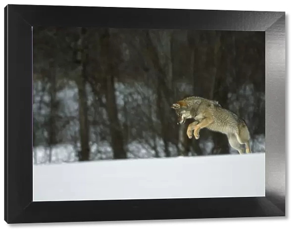 European Grey Wolf {Canislupus} hunting rodents in snow, Toropets, Russia