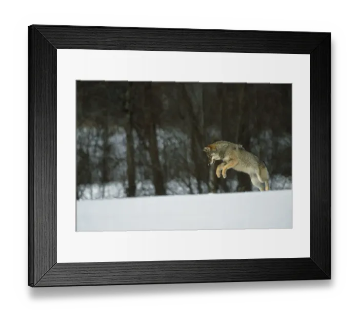 Framed Print : European Grey Wolf {Canislupus} hunting rodents in snow, Toropets, Russia Framed Print : European Grey Wolf {Canislupus} hunting rodents in snow, Toropets, Russia