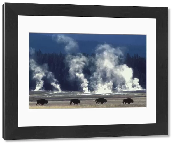 Line of Bison {Bison bison} geysers steaming, Yellowstone National Park, USA