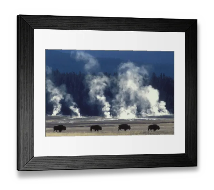 Framed Print : Line of Bison {Bison bison} geysers steaming, Yellowstone National Park, USA Framed Print : Line of Bison {Bison bison} geysers steaming, Yellowstone National Park, USA