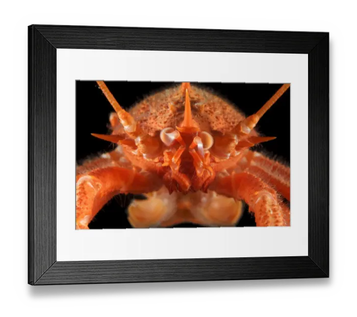 Framed Print : Squat lobster (Munidopsis sp) from the mid-Atlantic ridge, deep sea Atlantic ocean Framed Print : Squat lobster (Munidopsis sp) from the mid-Atlantic ridge, deep sea Atlantic ocean
