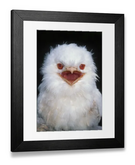 Framed Print : Tawny Frogmouth, albino {Podargus strigoides} Tasmania, Australia Framed Print : Tawny Frogmouth, albino {Podargus strigoides} Tasmania, Australia
