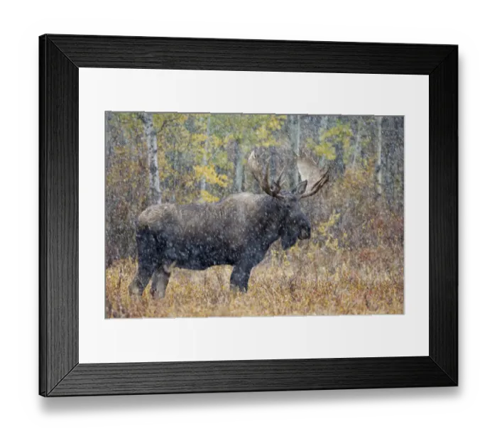 Framed Print : Moose (Alces alces) bull in snow storm with aspen trees in background, Grand Teton NP Framed Print : Moose (Alces alces) bull in snow storm with aspen trees in background, Grand Teton NP
