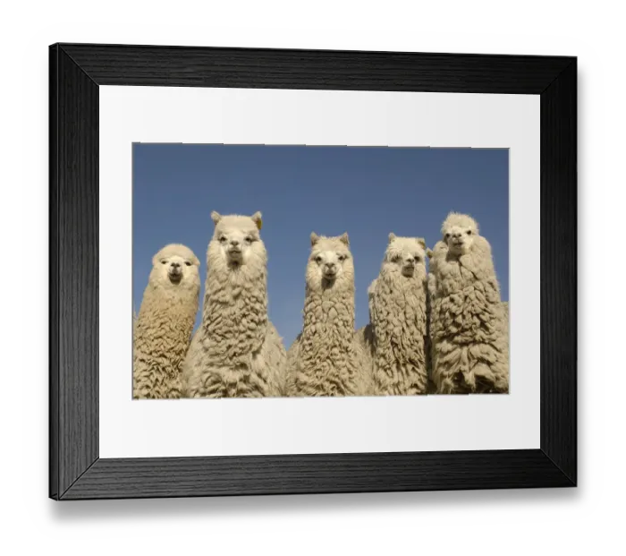 Framed Print : Alpacas {Lama pacos} Andes. Ecuador Framed Print : Alpacas {Lama pacos} Andes. Ecuador