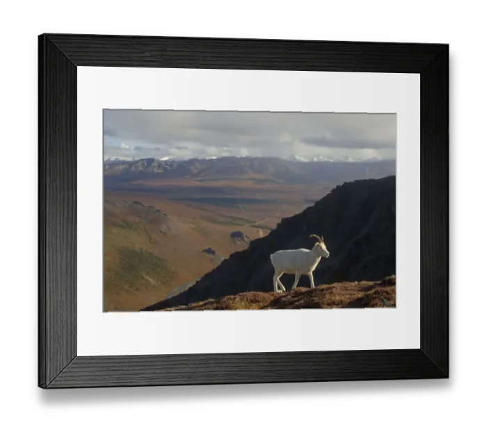 Framed Print : Dall sheep {Ovis Dalli}female profile walking on hillside, Denali National Park, Alaska Framed Print : Dall sheep {Ovis Dalli}female profile walking on hillside, Denali National Park, Alaska
