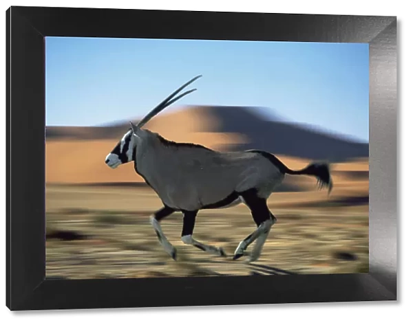 Gemsbok (Oryx gazella gazella) running in the Namib desert, Africa (digitally enhanced)