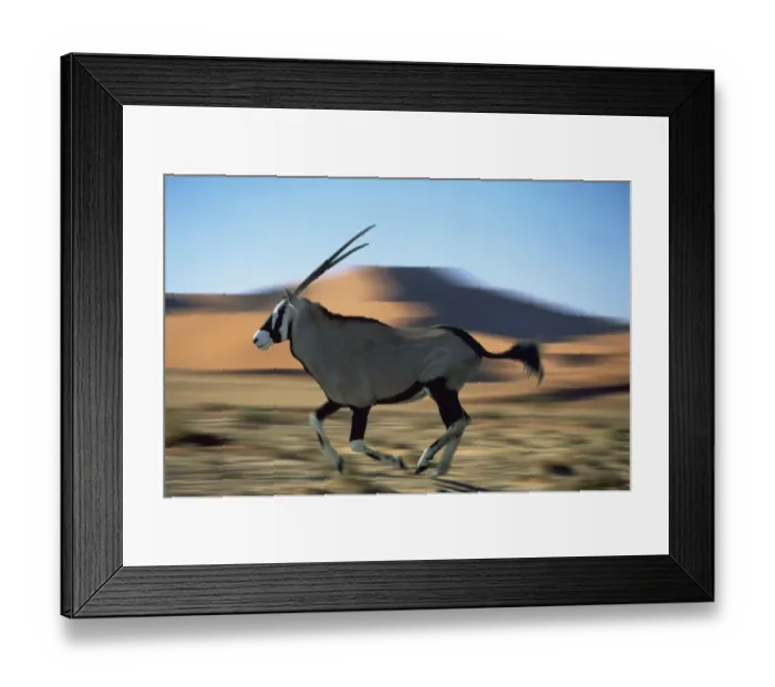 Framed Print : Gemsbok (Oryx gazella gazella) running in the Namib desert, Africa (digitally enhanced) Framed Print : Gemsbok (Oryx gazella gazella) running in the Namib desert, Africa (digitally enhanced)