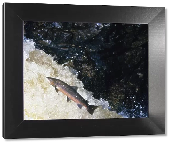 Atlantic salmon (Salmo salar) leaping upstream in river, Scotland, UK
