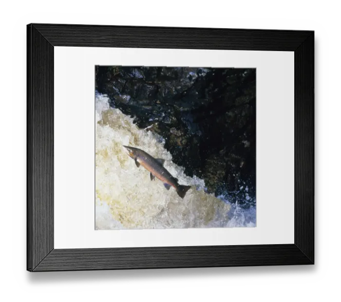 Framed Print : Atlantic salmon (Salmo salar) leaping upstream in river, Scotland, UK Framed Print : Atlantic salmon (Salmo salar) leaping upstream in river, Scotland, UK