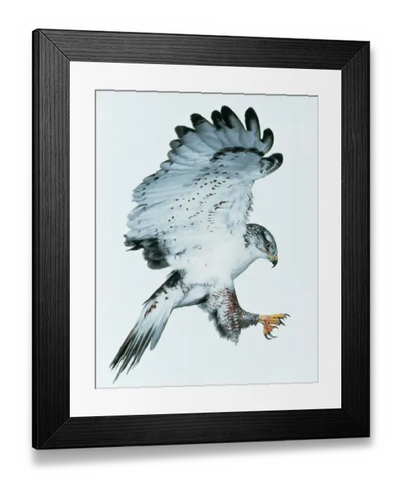 Framed Print : Ferruginous hawk (Buteo regalis) landing. Captive Framed Print : Ferruginous hawk (Buteo regalis) landing. Captive