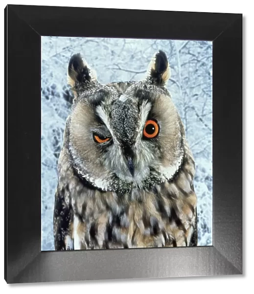 Owl blinking  /  winking (digitally enhanced) captive