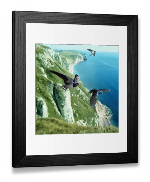 Framed Print : Barn swallow (Hirundo rustica) group over the cliffs of southern England (digitally Framed Print : Barn swallow (Hirundo rustica) group over the cliffs of southern England (digitally
