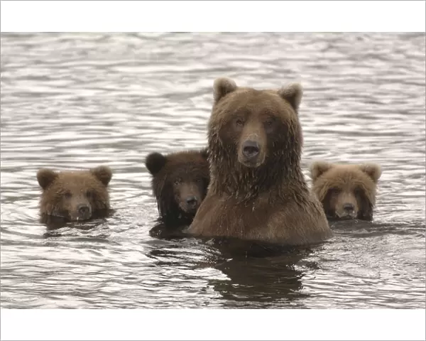 Grizzly bear (Ursus arctos horribilis) female with cubs on alert, Brooks River, Katmai