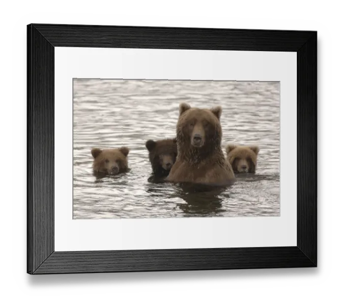 Framed Print : Grizzly bear (Ursus arctos horribilis) female with cubs on alert, Brooks River, Katmai Framed Print : Grizzly bear (Ursus arctos horribilis) female with cubs on alert, Brooks River, Katmai