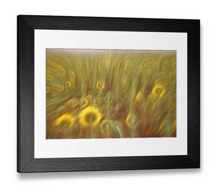 Framed Print : Abstract arty-shot of Sunflowers {Helianthus} in meadow, Spain Framed Print : Abstract arty-shot of Sunflowers {Helianthus} in meadow, Spain