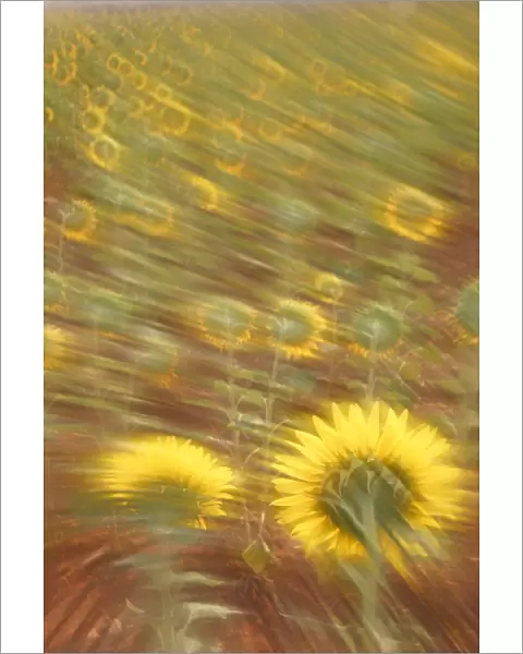 Abstract arty-shot of Sunflowers {Helianthus} in meadow, Spain