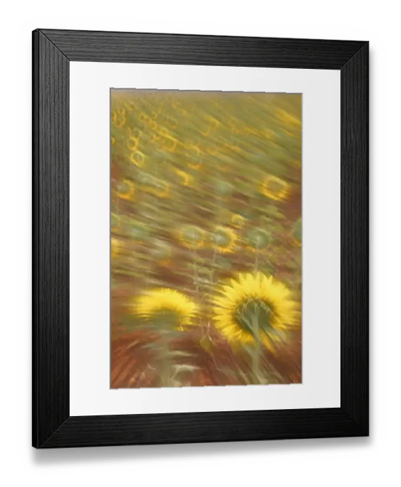 Framed Print : Abstract arty-shot of Sunflowers {Helianthus} in meadow, Spain Framed Print : Abstract arty-shot of Sunflowers {Helianthus} in meadow, Spain