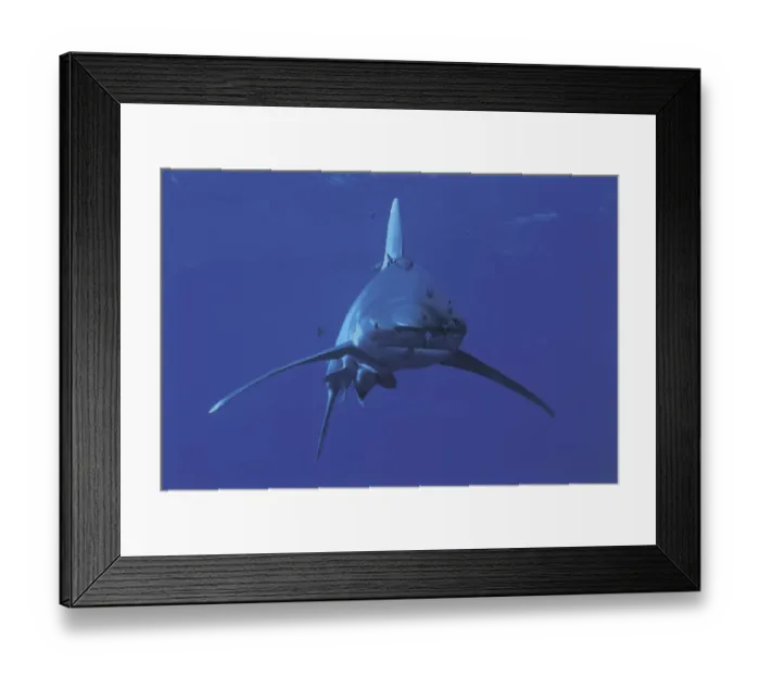 Framed Print : Oceanic whitetip shark {Carcharhinus longimanus} and Pilotfish {Naucrates ductor} Red Sea Framed Print : Oceanic whitetip shark {Carcharhinus longimanus} and Pilotfish {Naucrates ductor} Red Sea
