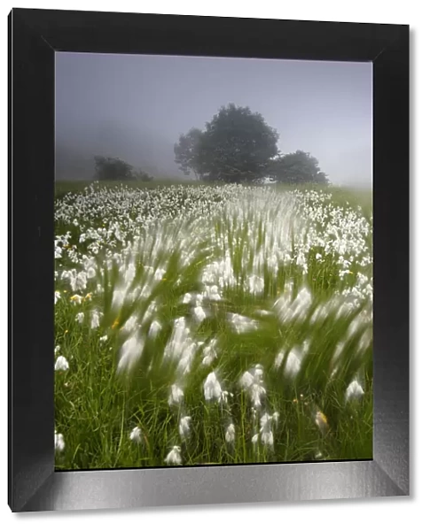Arty-shot of Cotton grass blowing in wind, in a meadow, Picos de Europa, Spain