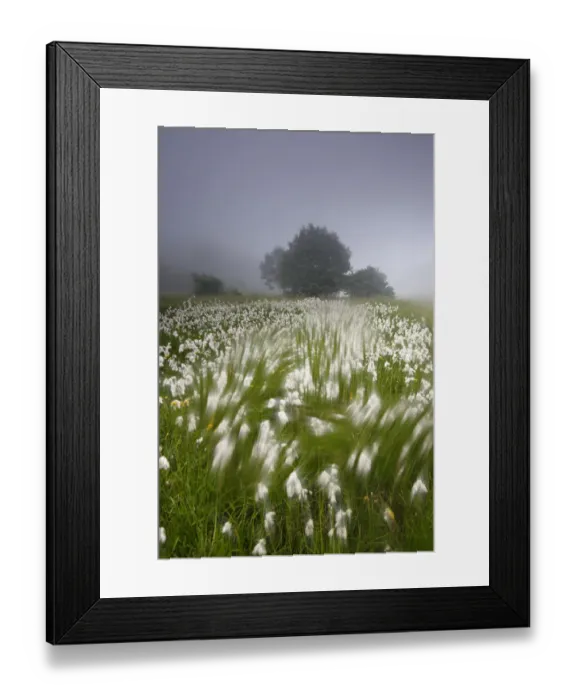 Framed Print : Arty-shot of Cotton grass blowing in wind, in a meadow, Picos de Europa, Spain Framed Print : Arty-shot of Cotton grass blowing in wind, in a meadow, Picos de Europa, Spain