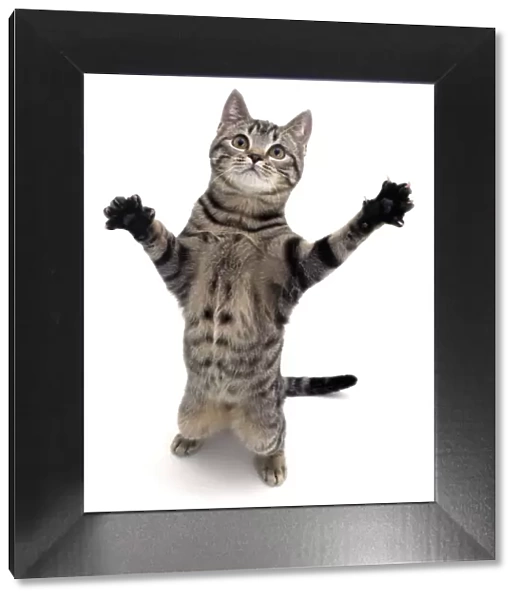 Brown spotted tabby cat male (Felis catus) standing and reaching up